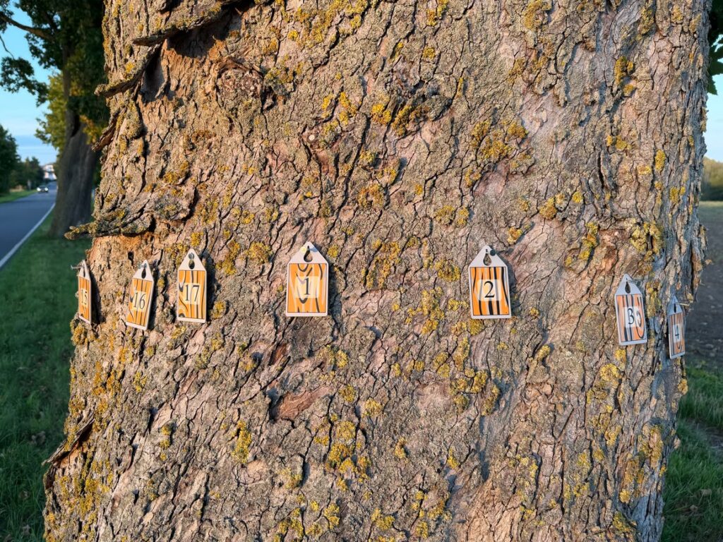 Nummerierte LoGeoS-Messpunktschilder rund um einen Baumstamm im Abendlicht