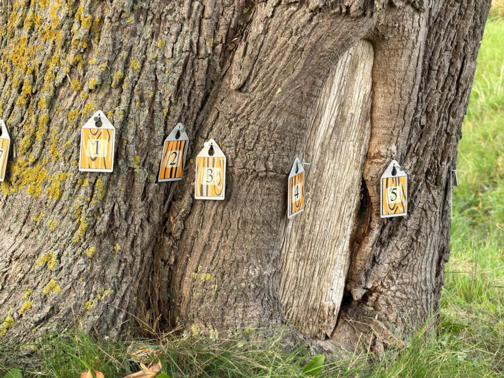 LoGeoS-Messpunkte an einem Baum mit unregelmäßiger Stammgeometrie