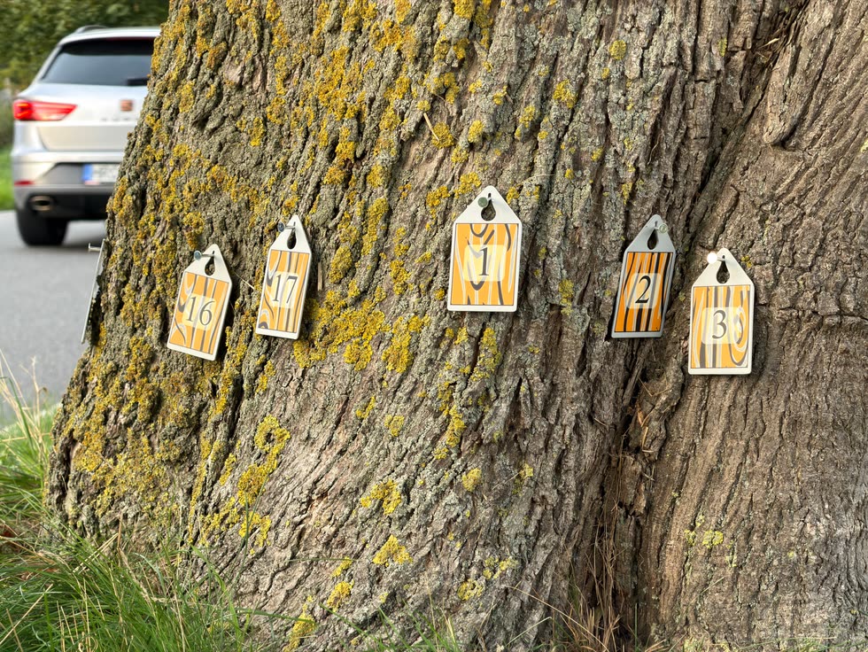 LoGeoS-Nummernschilder an einem Straßenbaum für die Tomographie-Geometrie