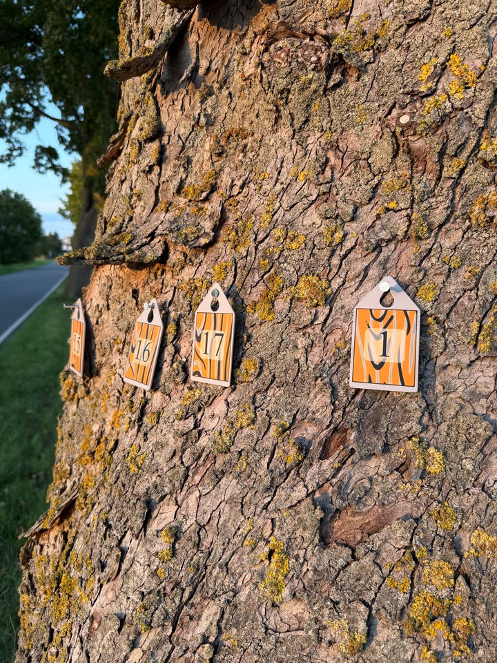 Nummerierte Messpunktschilder an Nägeln im Baumstamm für den LoGeoS AR-Scan
